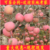 新品种苹果苗盆栽地栽当年结果南方北方田地种植红富士苹果树苗