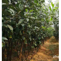 基地批发矮化烟富10号苹果树苗M9T337砧木果树苗红富士苹果树苗
