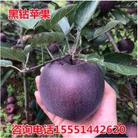 苹果树苗果苗嫁接苗盆栽南方北方种植黑钻苹果苗庭院地栽当年结果