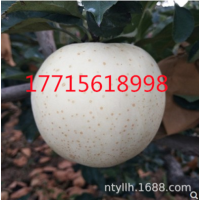 苹果树苗昂贵白牛奶苹果苗新品种苹果树苗罕见稀有白苹果苗果树苗