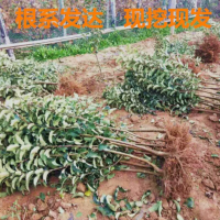 嫁接维纳斯黄金苹果苗矮化金帅苹果树苗晚熟北方南方种植当年结果