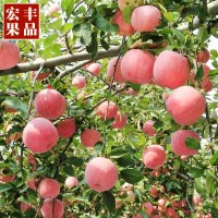 22年红富士苹果水果礼盒装脆甜正宗山东烟台栖霞新鲜当季批发送礼