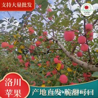 洛川红富士苹果皮薄脆甜多汁带箱85#10装大量批发