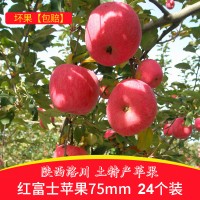 24枚75果洛川丑苹果新鲜水果批发 陕西水果苹果一件代发