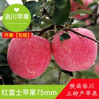 75mm大水果现货陕西洛川红富士新鲜苹果批发脆甜多汁皮薄肉多香甜