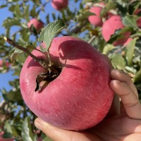 现货洛川红富士苹果新鲜甜脆水分足洛川产地直发陕西洛川苹果批发