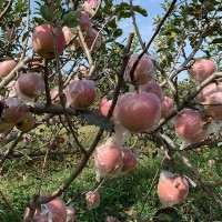 脆甜苹果陕西红富士苹果新鲜上市产地直达