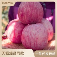 【全年供应】山东烟台红富士苹果生鲜水果新鲜应季脆甜整箱批发