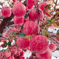 【脆甜多汁】山东烟台红富士苹果生鲜水果新鲜应季脆甜整箱批发