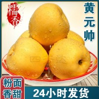 烟台黄金帅苹果 厂家种植粉面糯香果型均匀 果园采摘黄元帅苹果