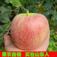 苹果水果21年新鲜红富士山东现摘现发丑甜脆多汁冰糖心网红休闲