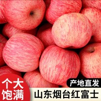苹果 新鲜苹果烟台栖霞红富士有机脆甜条纹红皮产地直发整箱批发
