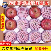 云南昭通冰糖心丑苹果9斤新鲜水果孕妇红富士苹果现货礼盒代批发