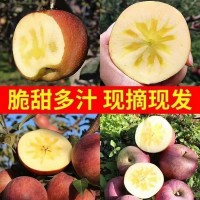 四川大凉山丑苹果冰糖心新鲜水果当季整箱脆甜盐源红富士苹果批发