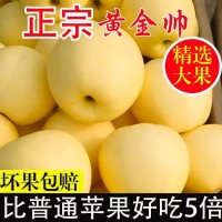 山东烟台黄元帅苹果新鲜水果正宗黄金帅黄香蕉苹果粉平果9斤5包邮