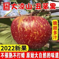 丑苹果大凉山冰糖心新鲜水果当季整箱批发四川盐源红富士包邮批发