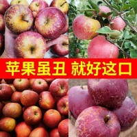 丑苹果批发价云南昭通红富士冰糖心脆甜当季新鲜水果包邮一件代发