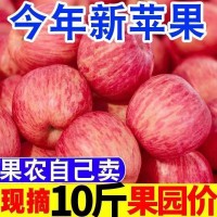 新鲜红富士苹果丑苹果冰糖心苹果水果1/5/10斤整箱包邮批发