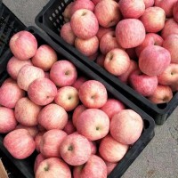 红富士苹果批发 新品种苹果实惠好吃 苹果批发便宜 甜度好果实大裕顺基地