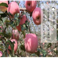 苹果批发 现货红富士发货快 红富士苹果好买好卖 甜度好果实大裕顺基地