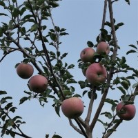 糖心苹果色泽条红 甜度高水分足 红富士苹果现摘现发