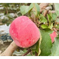 新鲜红富士冰糖心苹果 脆甜多汁水果直播货源 一件代发支持跨境出口