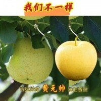 王林苹果青苹果水果新鲜当季整箱5斤包邮苹果新鲜水果酸甜2斤