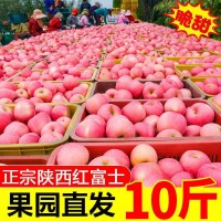 正宗陕西苹果红富士脆甜10斤5斤3斤水果新鲜不打蜡带皮吃整箱批发