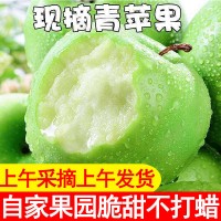 新鲜青苹果水果现摘应季当季脆甜5斤装孕妇绿果尝鲜整箱苹果批发