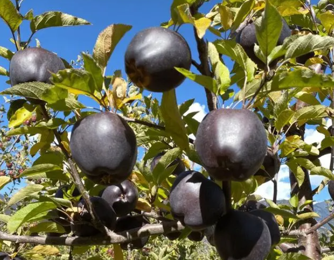 微信截图_20230525150448