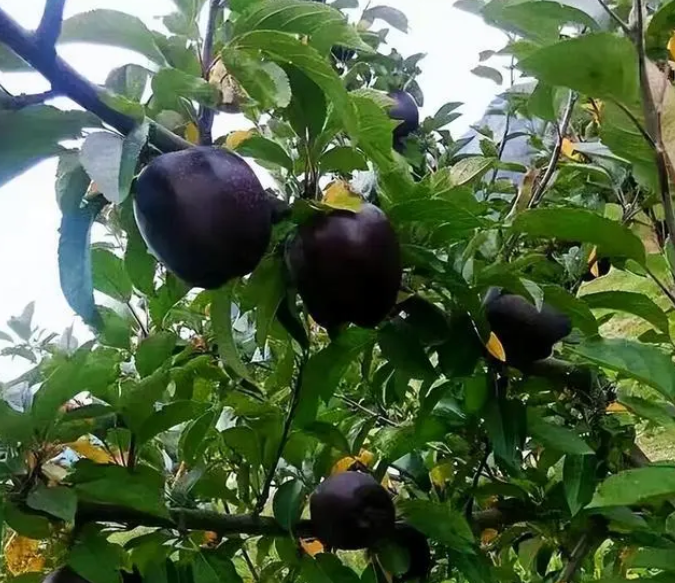 微信截图_20230525150453