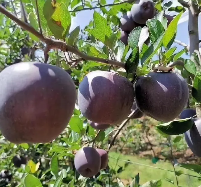 微信截图_20230525150458