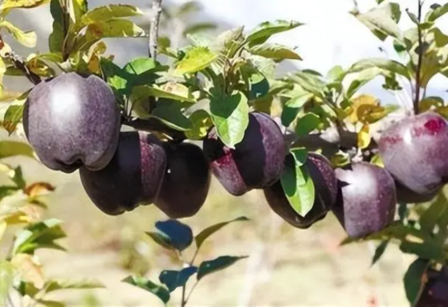 微信截图_20230525150504