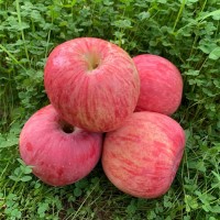 现货洛川红富士苹果新鲜水果脆甜苹果宝宝辅食甜脆苹果5斤包邮
