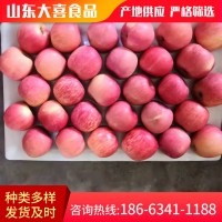 脆甜多汁当季现摘冰糖心苹果 红富士苹果 源头货源新鲜水果