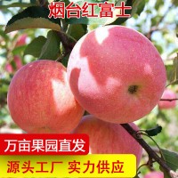 烟台水晶红富士苹果全红香甜可口冰糖心脆甜多汁爽口条红栖霞批发