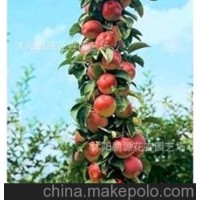 庭院果树 出售润太一号 柱状苹果树苗 树状苹果树盆栽盆景植物