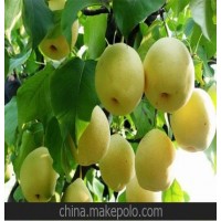 供应果树苗 新品种/水晶梨/肉质细腻 苹果 樱桃蓝莓价格优惠