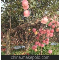 供应苹果树 优质苹果树2-15公分苹果树 价格优惠