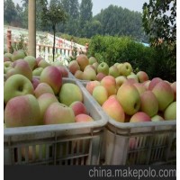 山东美八嘎啦红露黄金帅苹果现已大量上市产地直销质优价廉