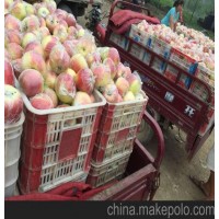 直销万亩嘎啦美八黄金帅基地