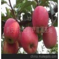 供应苹果苗 苹果树苗 苹果树苗新品种 苹果树苗新价格