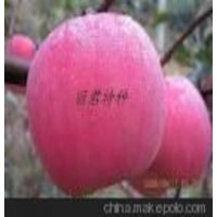 供应山东苹果树苗 山东苹果苗 山东苹果树苗新价格