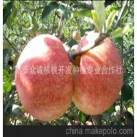太平洋嘎啦苹果