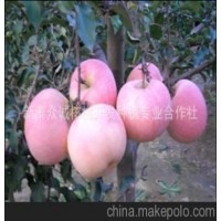红夏苹果苗