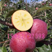 阿克苏冰糖心苹果苗嫁接苗红富士苹果树苗南北方种植结果苹果树