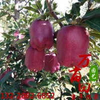 基地直供花牛苹果树 南北方庭院地栽特大室内盆栽嫁接矮化果树