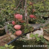 庭院矮化苹果苗树盆栽地栽苗当年结果 苹果苗嫁接苹果树苗