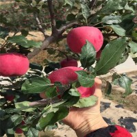 农户批发瑞雪苹果苗 瑞阳苹果树苗多少钱一棵 植株健壮