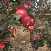 山东果树苗基地直销 矮化苹果树苗多少钱一棵 矮化苹果苗价格